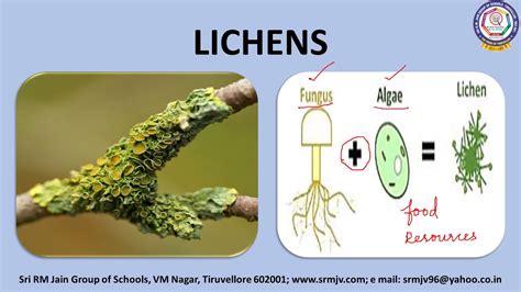 CBSE - Class - VII - Science - SYMBIOTIC PLANTS - YouTube