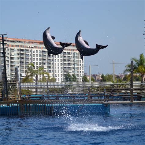 Visit of the Oceanogràfic | Erasmus blog Valencia, Spain