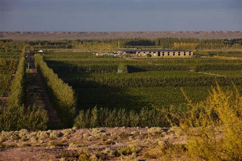 Patagonia Wine Region, Argentina - Social Vignerons