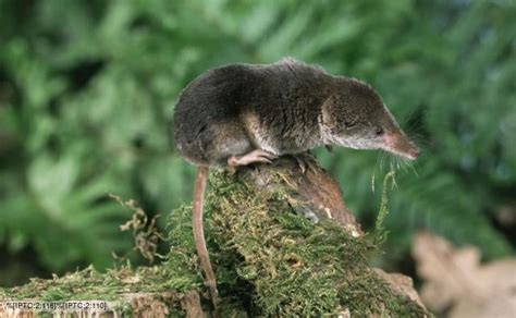 BBC Nature - Common shrew videos, news and facts