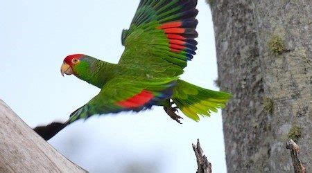 Red-crowned Parrot – birdfinding.info