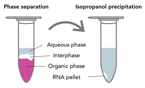 Optimizing RNA Extraction from Cells and Tissues with TRIzol®