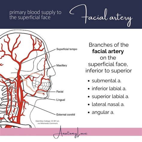 Blood supply to most of the FACE comes from the FACIAL artery...how convenient, huh?! 😆 Carotid ...