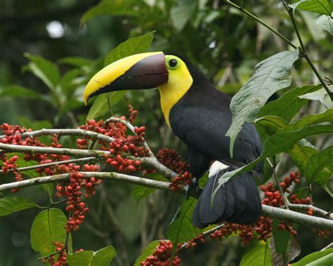 Amazing Toucan Bird - Toucans Facts, Photos, Information, Habitats ...