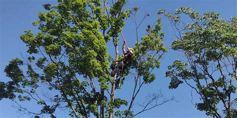 Tree Storm Preparation: Protecting New Trees from Hurricanes