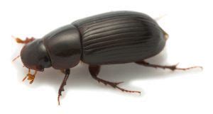 Sawtoothed Grain Beetles are Tough Pantry Pests! - Colonial Pest Control