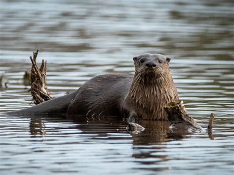 River Otters: Neither Fish nor Flesh | Finger Lakes Land Trust