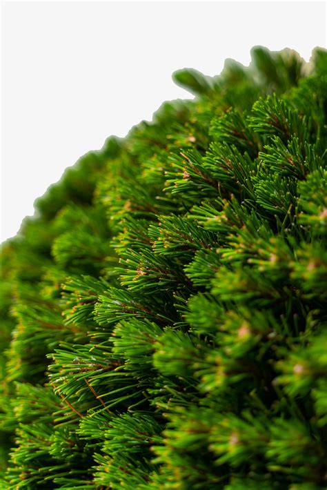 Mugo Pine Trees For Sale Online | The Tree Center