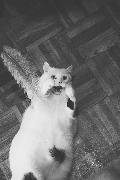 Lovely Pictures of Cats in Black and White-15 – Fubiz Media