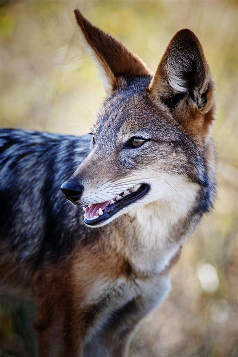 Jackal by Sean McSweeney / 500px | Wild dogs, Wildlife animals, African wild dog