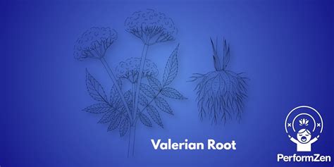 Valerian Root for Social Anxiety | Valerian Helps Anxiety?