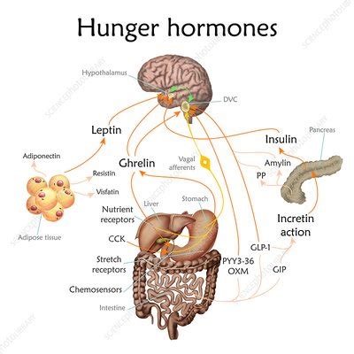 Appetite and hunger hormones, illustration - Stock Image - F022/2022 - Science Photo Library