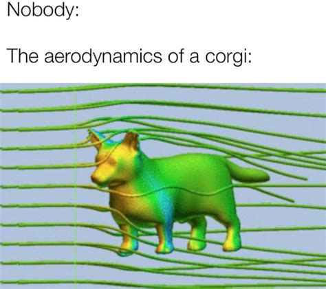 The Aerodynamics Of A Cow - All About Cow Photos