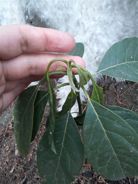 Gardening?: Avocado Tree transplant!