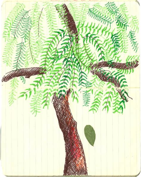 Neem Tree Sketch