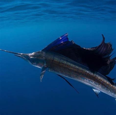 Sailfish | Marine fish, Ocean animals, Animal photo