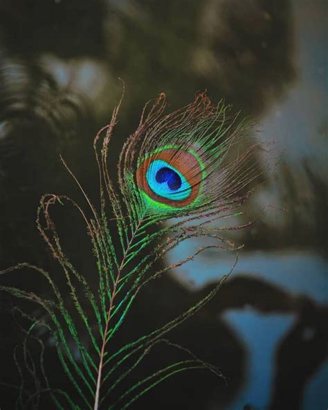 Lord Krishna Peacock Feather Wallpaper Hd