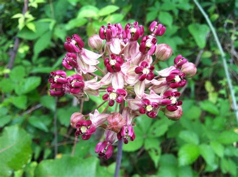 Florida Native Milkweed – Offbeet-Gardener.com