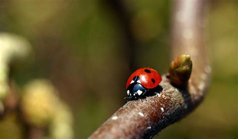 Ladybirds (Ladybugs) - Key Facts, Information & Habitat