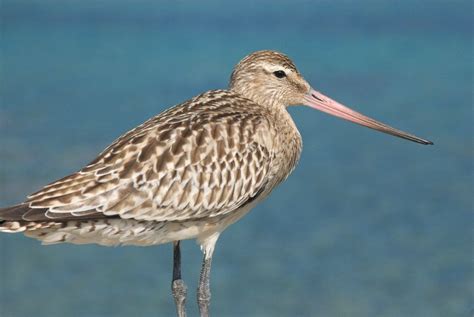 Bar Tailed Godwit Migration