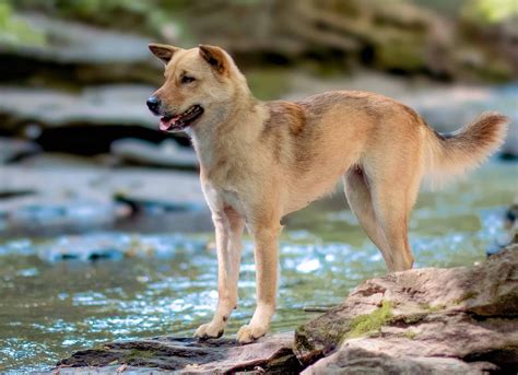 Korean Jindo Pictures - AZ Animals