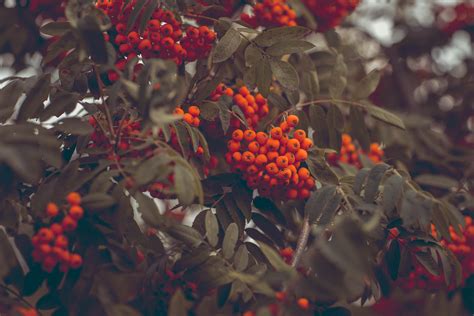 Free Images : plant, leaf, flower, orange, food, red, color, autumn ...