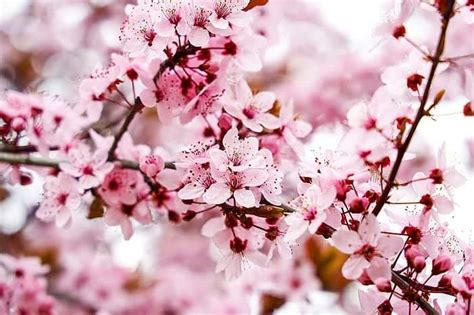 Almond Blossom | Pale Pink Almond Tree Blossom | BioExplorer.net