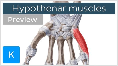 Muscles of the hand - Hypothenar muscles (preview) - Human Anatomy ...