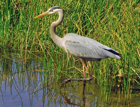 20 Types of Herons: Species, Facts and Photos