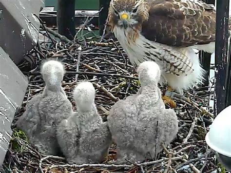 Bird Cams FAQ: Red-tailed Hawk Nest | All About Birds