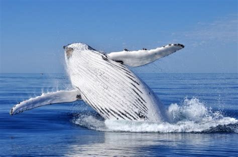 The Beached Whale Syndrome | We Need A Speech