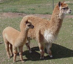 Heavy Vicuna crossed with the Alpaca | Alpaca, Animals, Fawn