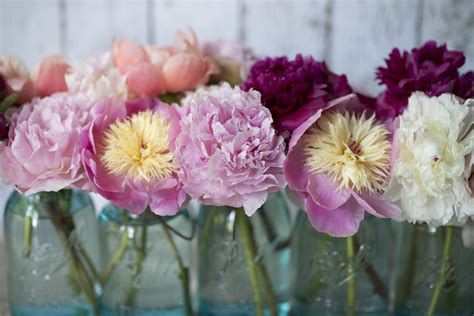 13 Beautiful Peony Varieties