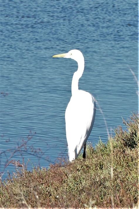 Ardea alba - 139906 - Biodiversidad Virtual / Aves