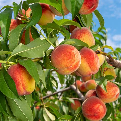 Reliance Peach Trees for Sale | FastGrowingTrees.com