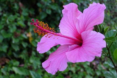 Flores tropicales de Puerto Rico - Árboles de Puerto Rico