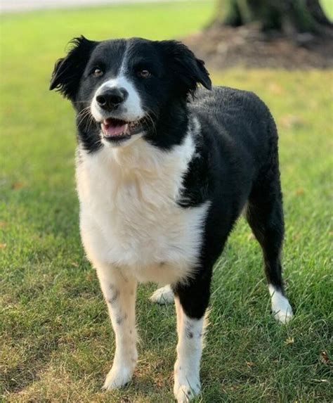 Black And White Australian Shepherd - Your Complete Breed Guide - The Goody Pet