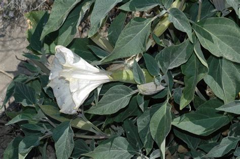 Datura stramonium (Solanaceae) image 14930 at PlantSystematics.org