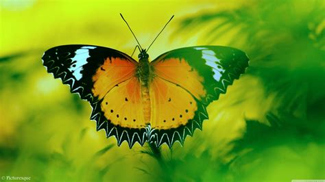 Butterfly 4K HD Wallpapers - Top Free Butterfly 4K HD Backgrounds ...