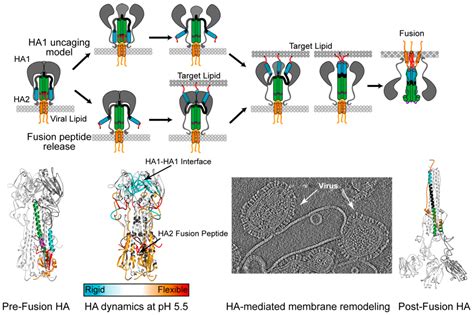 Viruses | Special Issue : Viral Glycoprotein Structure