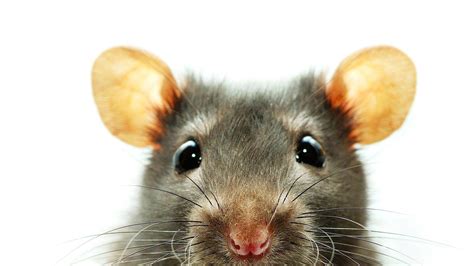 Cute Rat Wallpapers - Top Free Cute Rat Backgrounds - WallpaperAccess