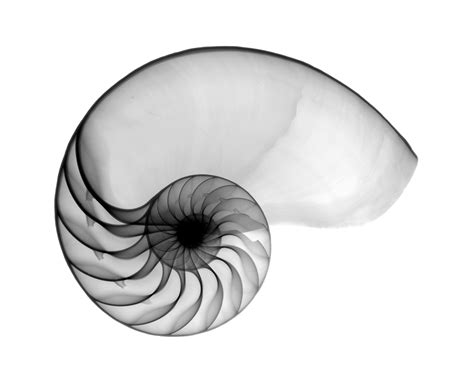 The New Main: Why the Nautilus shell?