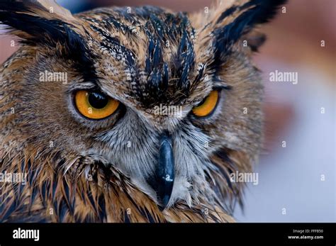 Eagle owl with impressive eyes Stock Photo - Alamy