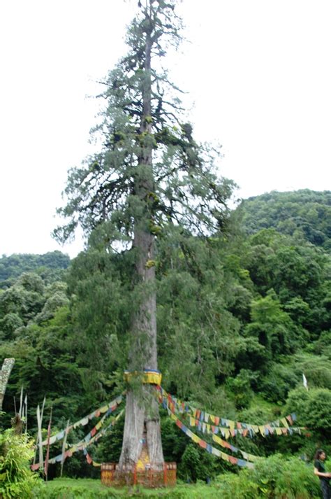 a large tree in the middle of a lush green field with people standing around it