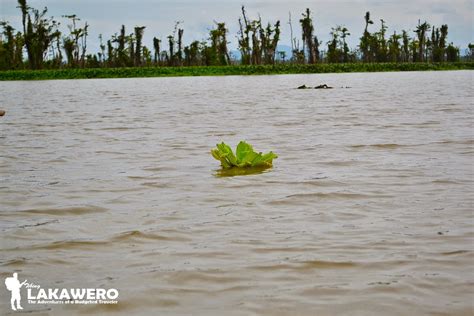 AGUSAN MARSH WILDLIFE SANCTUARY: One Humbling Experience