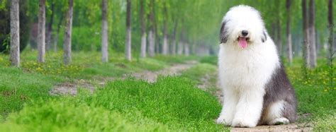 Old English Sheepdog Dog Names | Popular Male and Female Names | Wag!