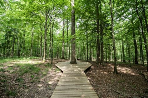 How are Nature Trails Making the Natural World More Accessible for People Living with Blindness ...