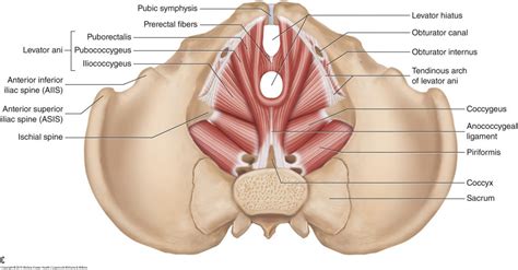 Female Pelvic Floor Anatomy