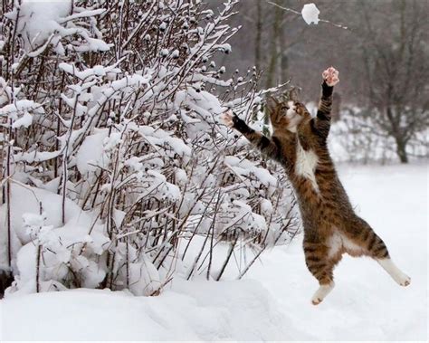 Cats in Snow Wallpaper - WallpaperSafari