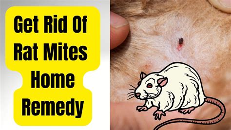 Mites on Rats Home Remedy - Safe & Works Wonders! - Basic Rodents